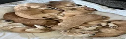 Mixed Breed dogs for sale: Gorgeous little show cocker/working cocker puppies - Advert 2