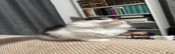 British Longhair cats for sale: British longhair £450 in Jarrow - Advert 2