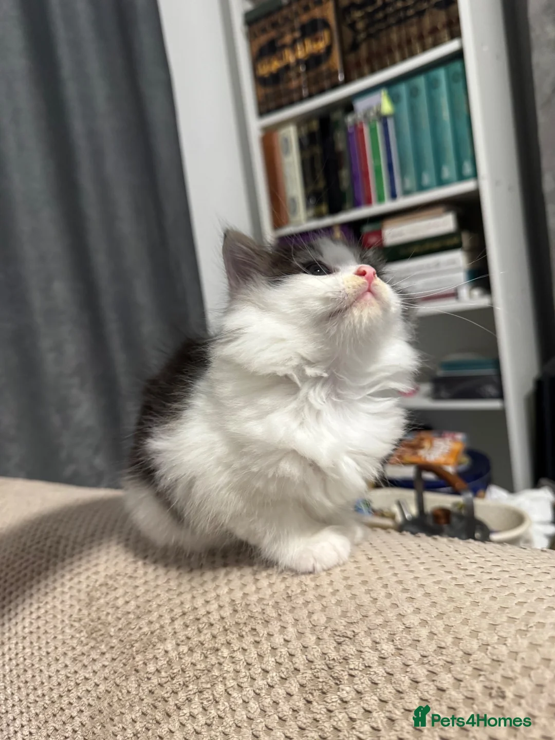 British Longhair cats for sale: British longhair £450 in Jarrow - Advert 2