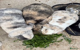 Dwarf Lop rabbits for sale: Trio of Dwarf Lop Rabbits - Image 1