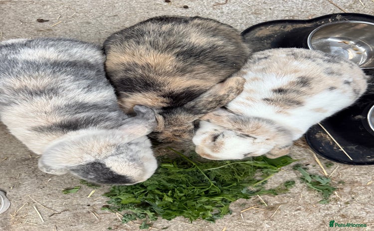 Dwarf Lop rabbits - Advert 9