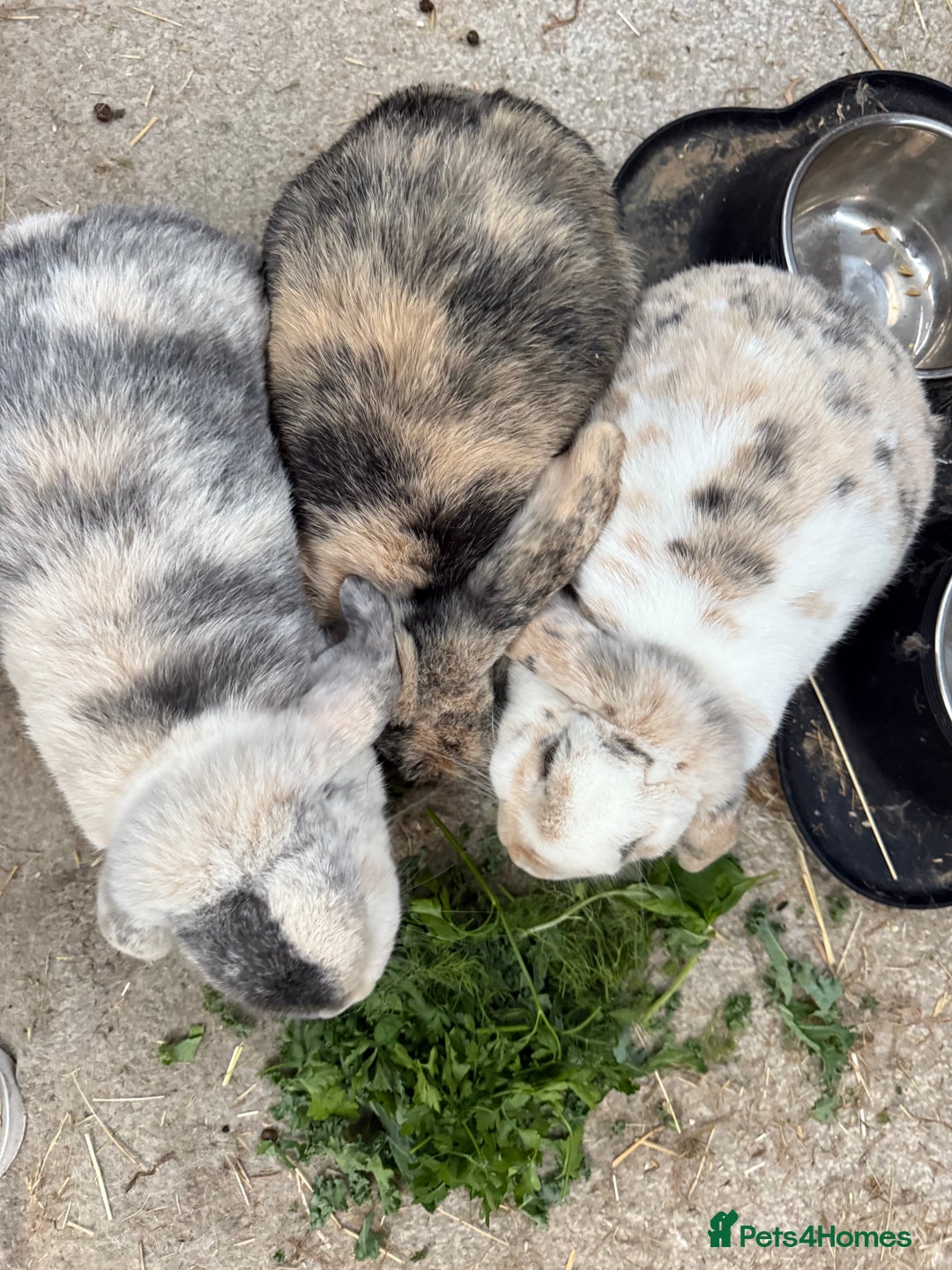Dwarf Lop rabbits for sale: Trio of Dwarf Lop Rabbits - Image 1