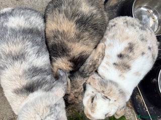 Dwarf Lop rabbits - Advert 15