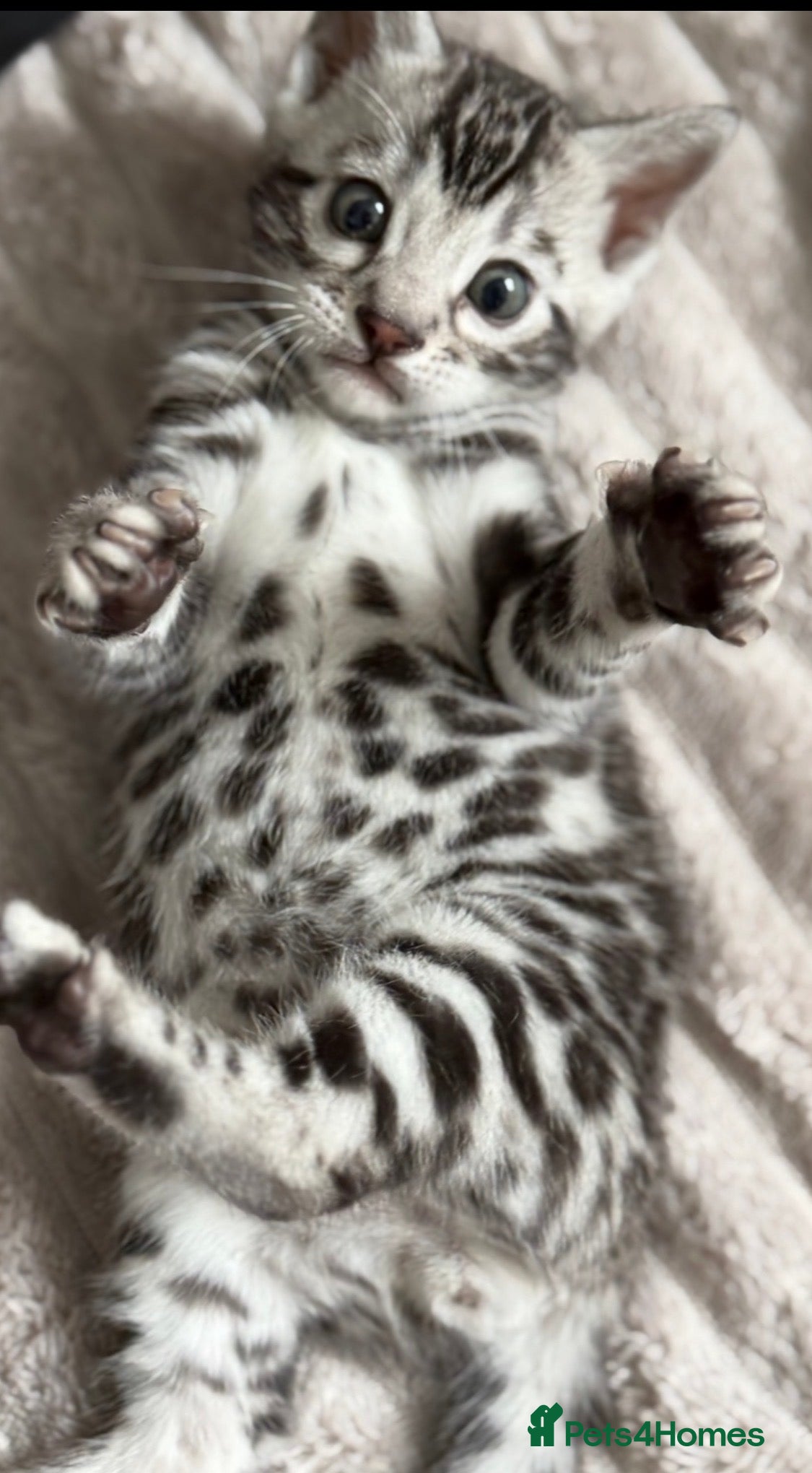 Bengal cats     🏆 Champion-Bred Silver Bengal Kitten - Advert 12