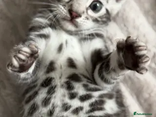 Bengal cats 🏆 Champion-Bred Silver Bengal Kitten - Advert 12