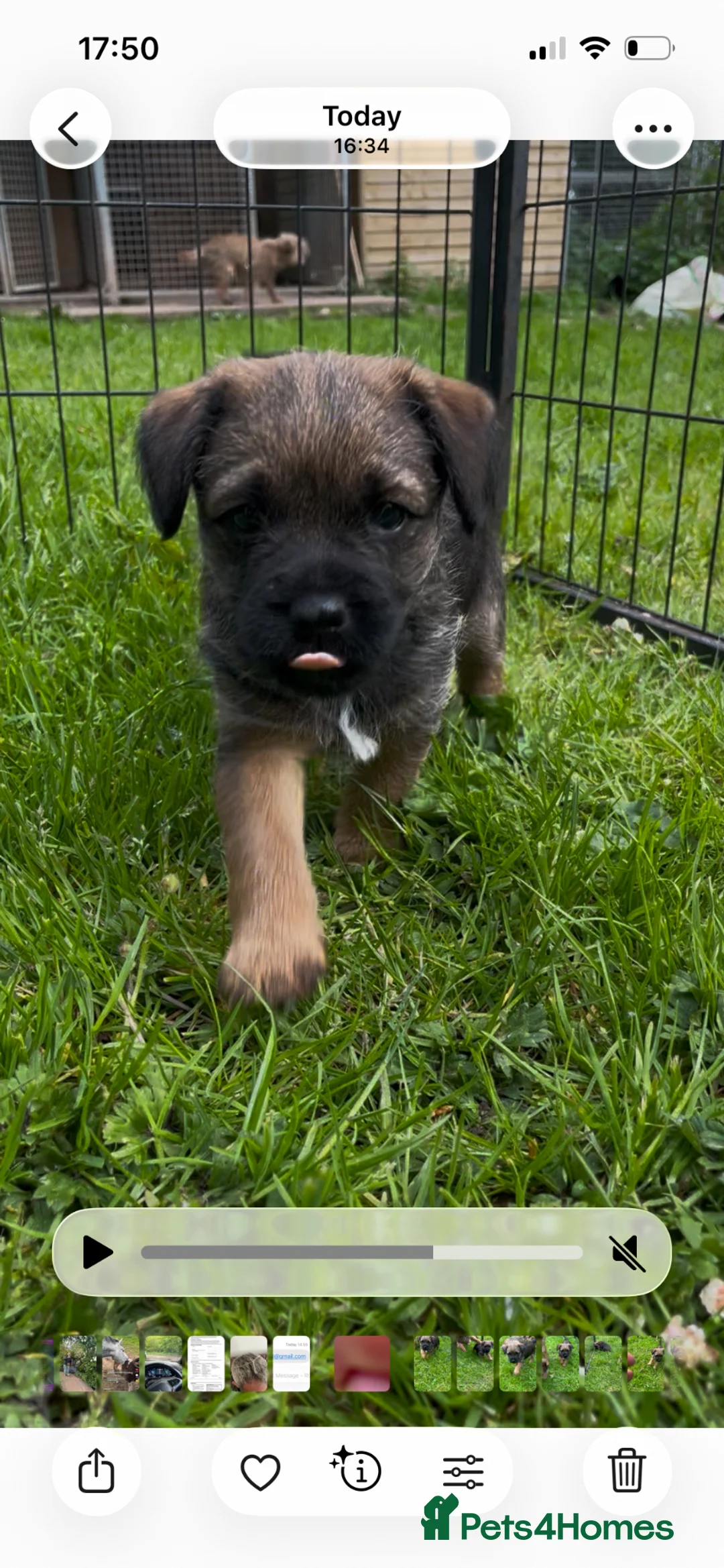 Border Terrier dogs for sale: Lovely chunky chap - Advert 4