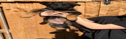 German Shepherd dogs for sale: Kc Gsd pups READY NOW 1 SABLE FEMALE AVAILABLE  - Advert 9