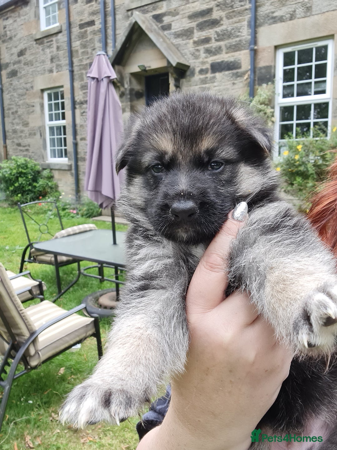 German Shepherd dogs for sale: German Shepherds by Shawhhead Shepherds  - Image 28