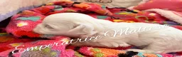 Maltese dogs for sale: Tiny KC Reg. Korean Maltese- CH line show dogs! - Advert 16
