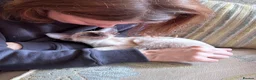 Oriental cats for sale: Beautiful TICA Oriental  and Siamese babies - Advert 6