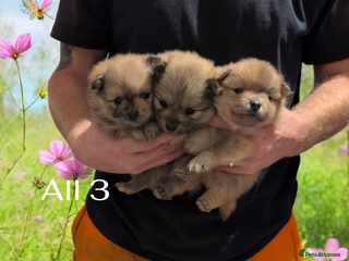 Pomeranian dogs The cutest little Teddy Bear poms price negotiable - Advert 18