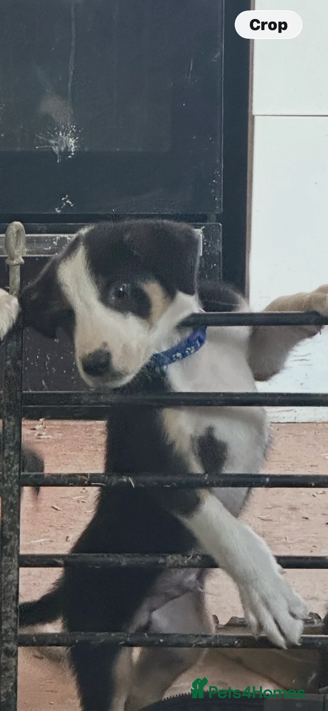Huntaway dogs for sale: Hunterways border collie pups  - Advert 2