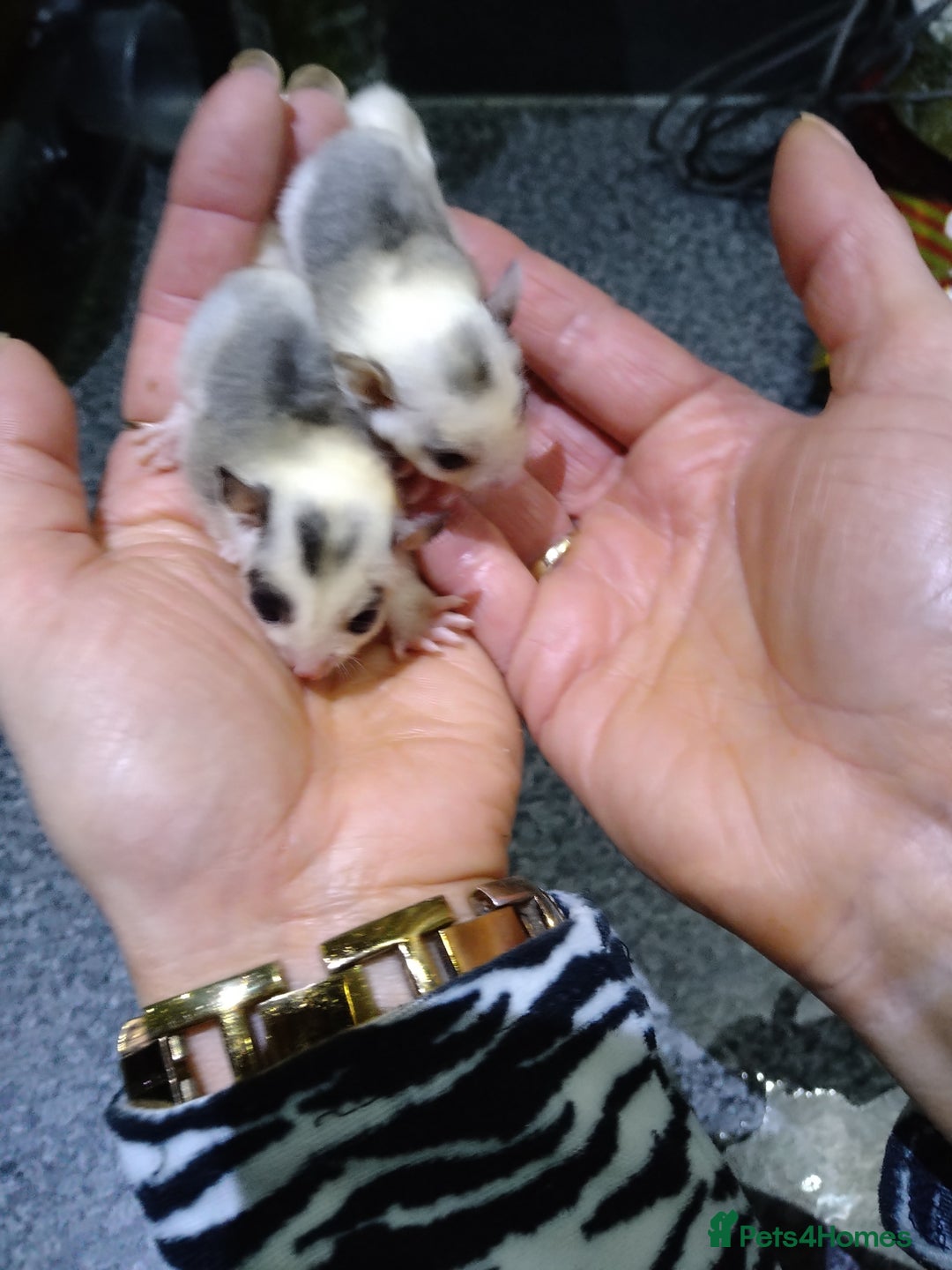 Sugar Glider rodents for sale: Stunning baby sugar glider  - Advert 10