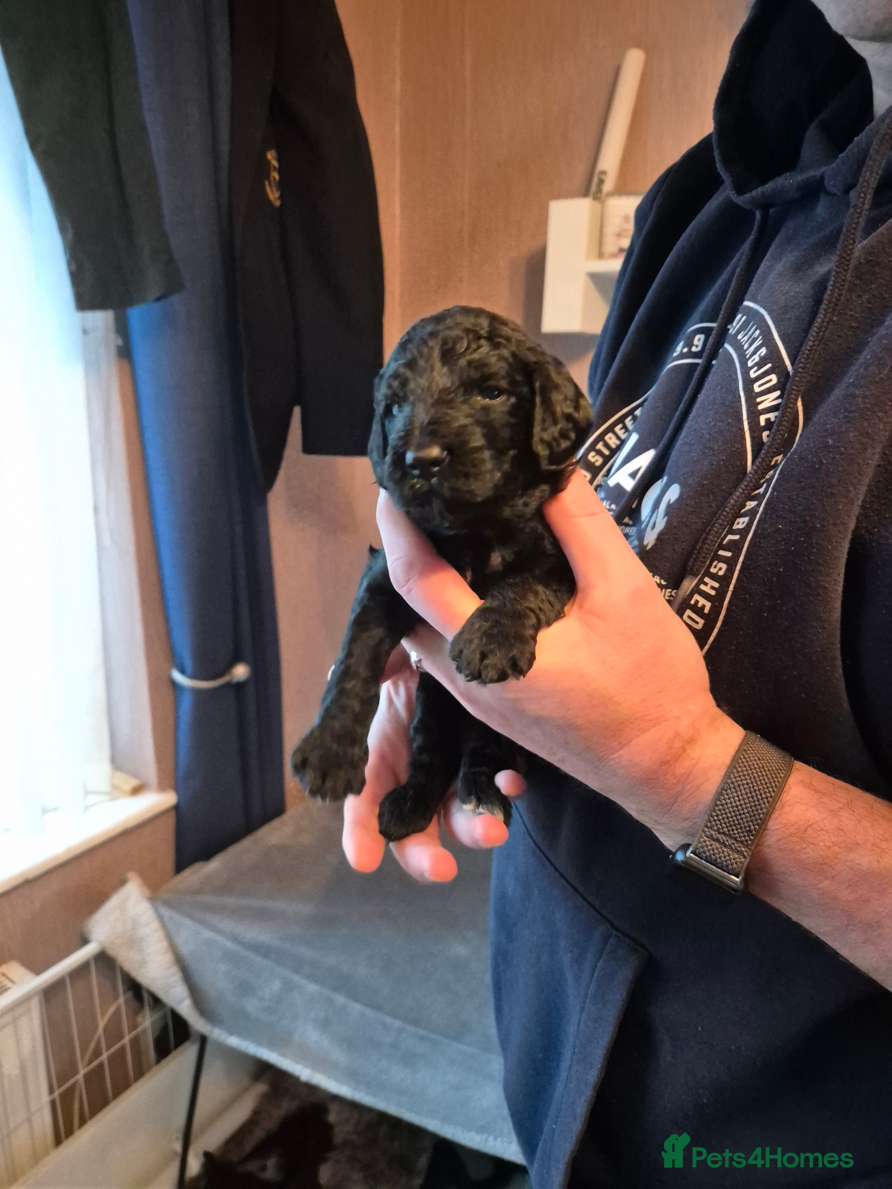 Cockapoo dogs Beautiful f2 cockapoo pups - Advert 13