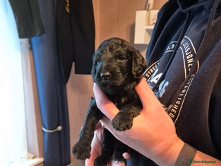 Cockapoo dogs Beautiful f2 cockapoo pups - Advert 13