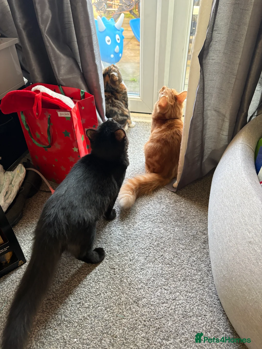 Mixed Breed cats for sale: TWO MALE BROTHERS NEEDING A NEW FAMILY - Advert 3