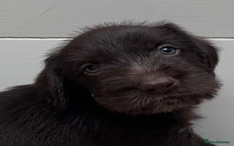German Wirehaired Pointer dogs for sale: German Wire-haired Pointers of sale - Image 33