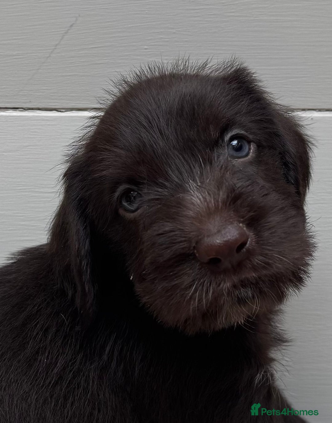German Wirehaired Pointer dogs for sale: German Wire-haired Pointers of sale - Image 33