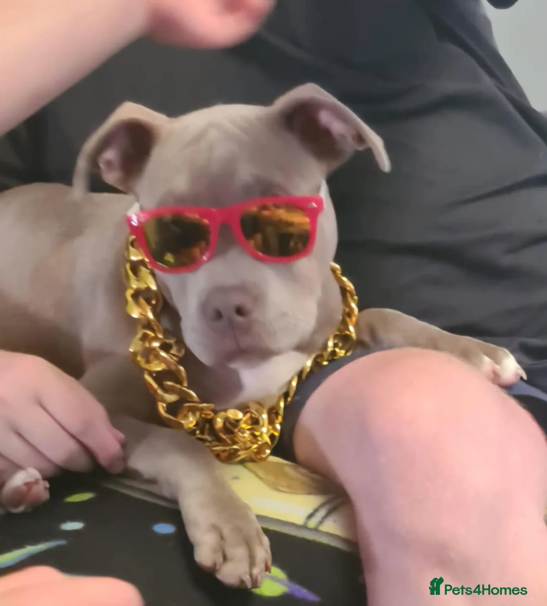 Staffordshire Bull Terrier dogs for sale: Staffy/Pocket bully Thor in Deeside - Advert 5