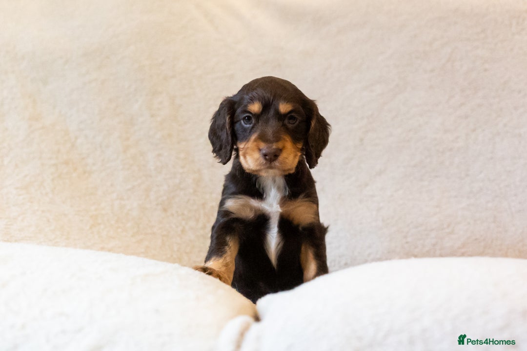 Cocker Spaniel dogs for sale: Working Cocker Spanials - Advert 3