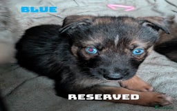 Shepsky dogs for sale: 3 Beautiful Female Bi-eyed Shepsky puppies  - Image 14