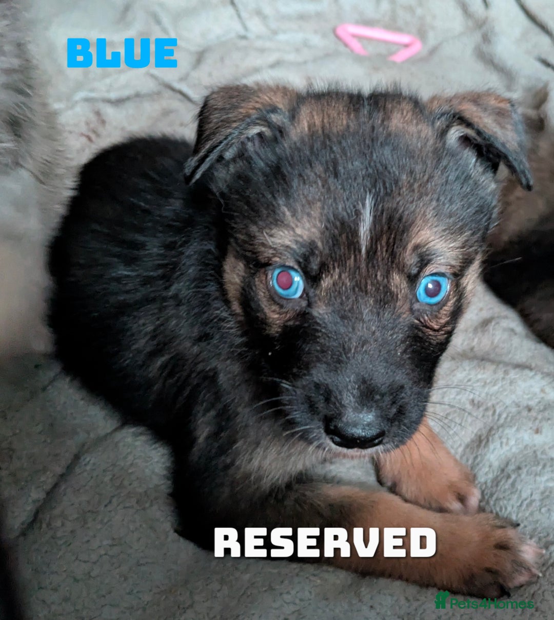 Shepsky dogs for sale: 3 Beautiful Female Bi-eyed Shepsky puppies  - Image 14