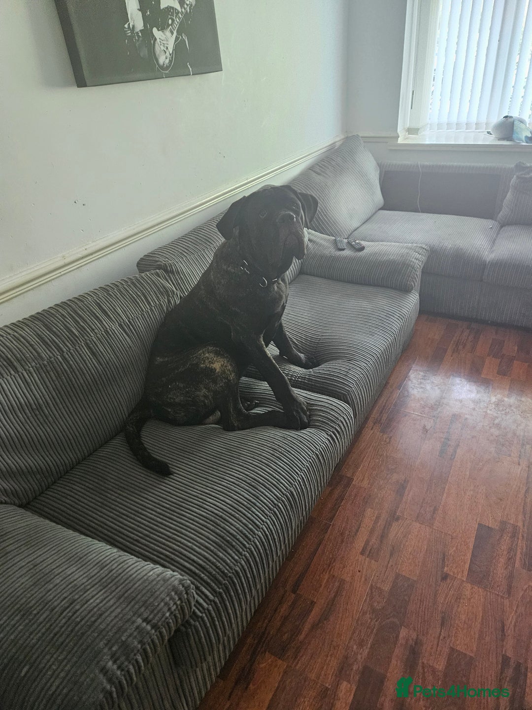 Cane Corso dogs for sale: 9 Month old male Cane Corso - Image 3