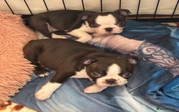 Boston Terrier dogs for sale: KC  Registered 🐕❤️🏠 Puupy 🐕💙🏠Boston Terrier  - Image 4