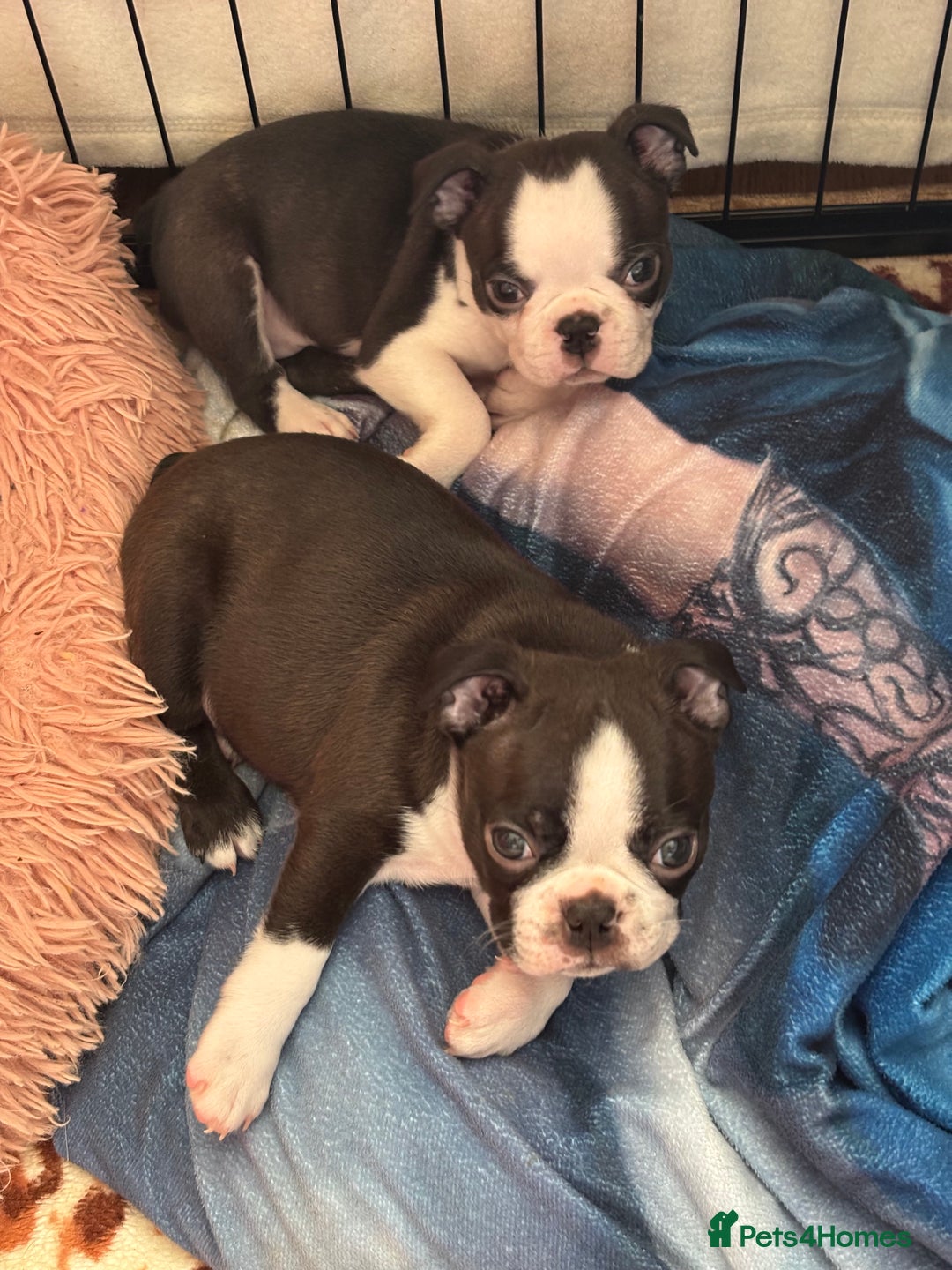 Boston Terrier dogs for sale: KC  Registered 🐕❤️🏠 Puupy 🐕💙🏠Boston Terrier  - Image 4