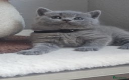 British Shorthair cats for sale: Show Quality Champions British Shorthair GCCF - Image 12
