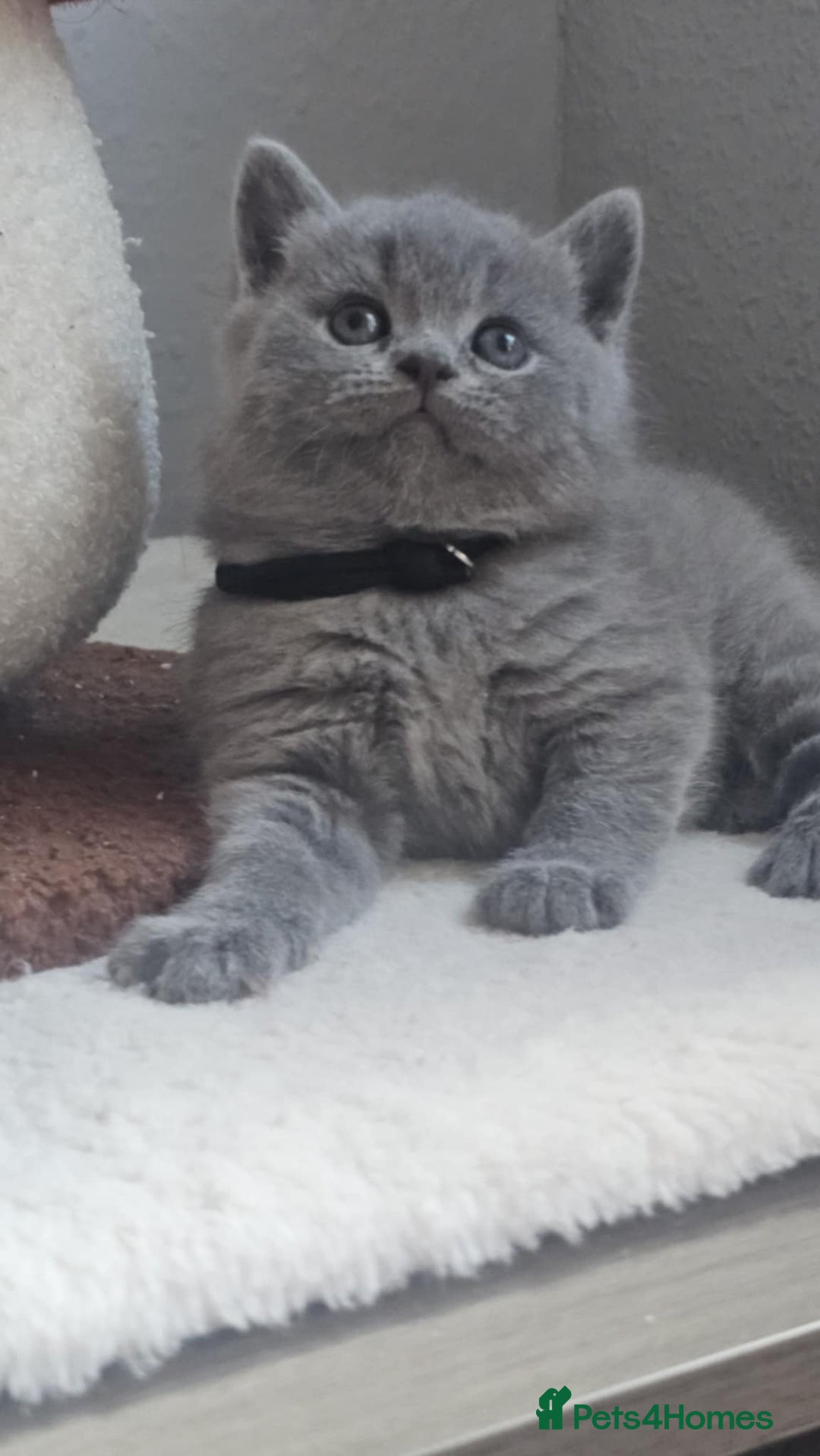 British Shorthair cats for sale: Show Quality Champions British Shorthair GCCF - Image 12