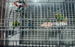 Lovebirds birds for sale: Adorable Love birds with cage for sale  - Image 2