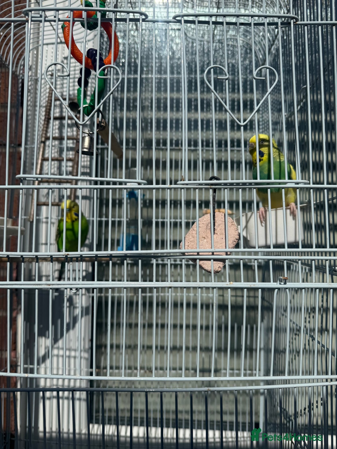 Lovebirds birds for sale: Adorable Love birds with cage for sale  - Image 2
