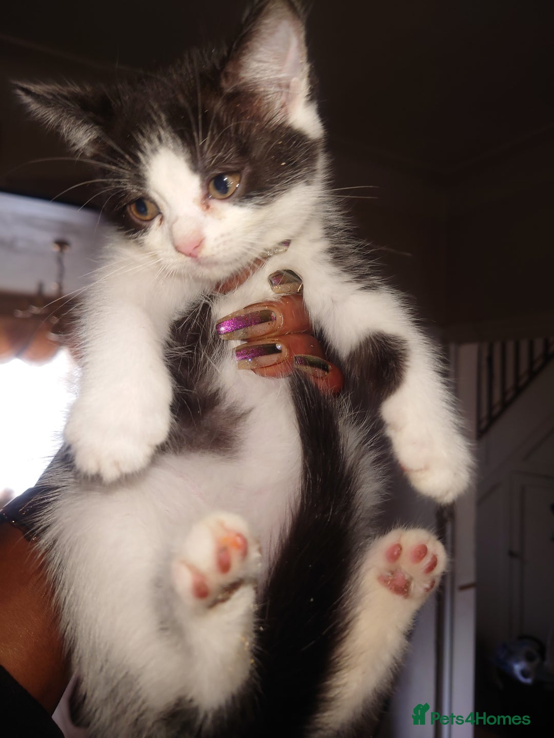 British Shorthair cats for sale: British shorthair mix kittens 4 sale £25 - Image 5