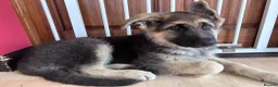 German Shepherd dogs for sale: READY NOW! Gorgeous long & med coat GSD Puppies  - Advert 4