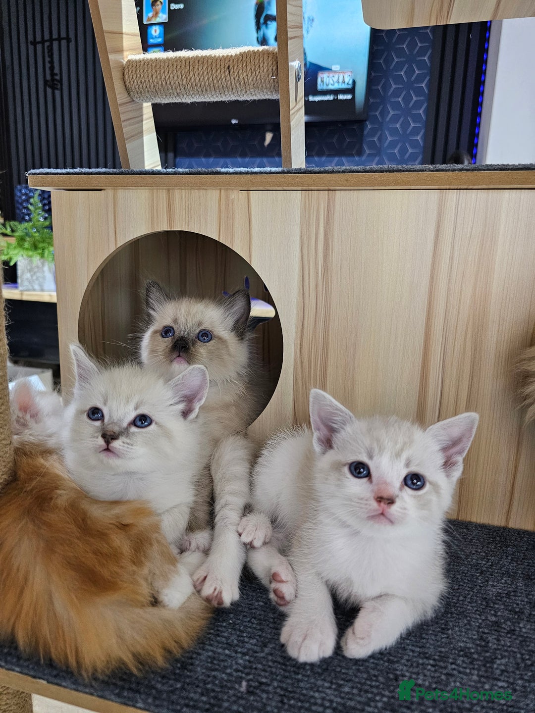 Ragdoll cats for sale: Soo cudly and playfull, two litters! - Advert 11