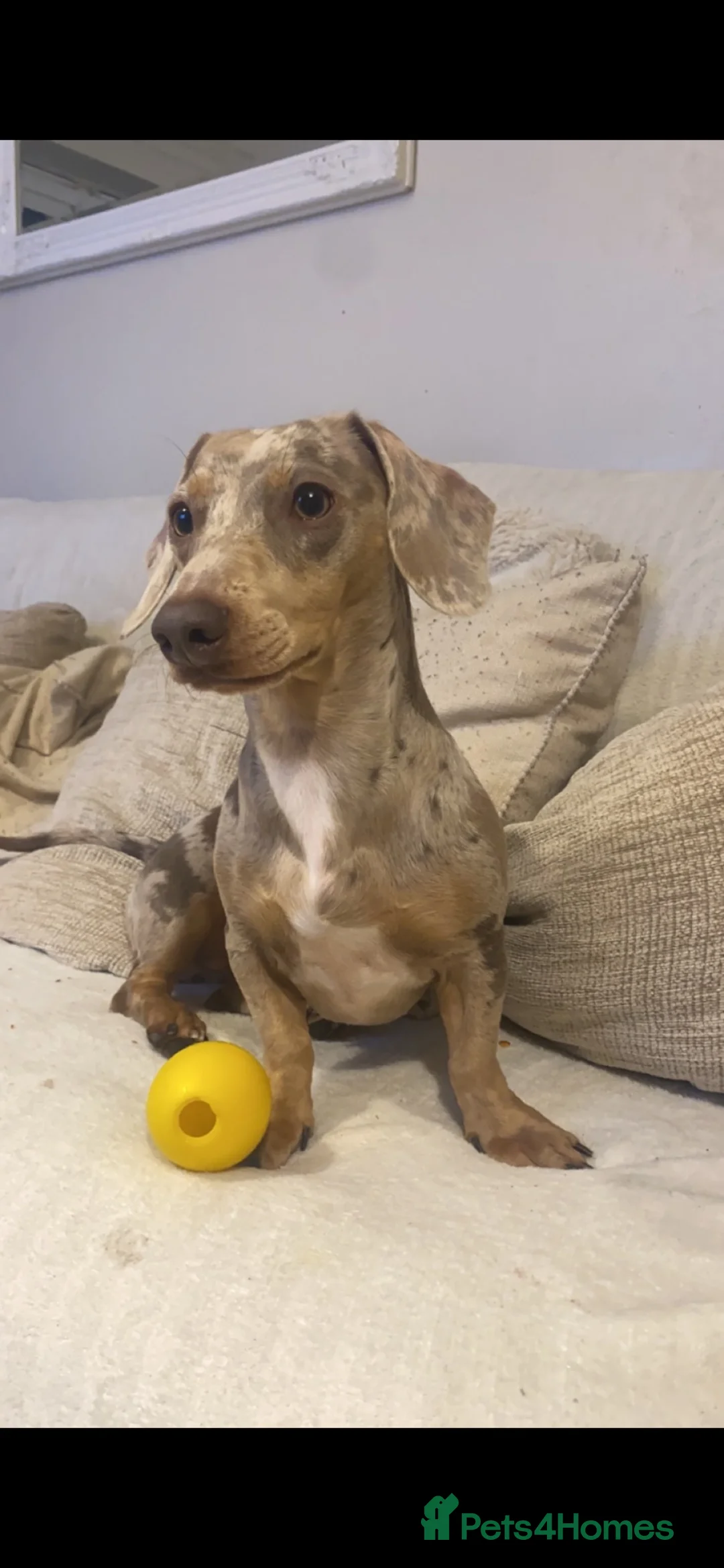 Dachshund dogs for sale: 🐾 Chocolate, Tan & Dapple Dachshund Puppies 🐾 - Advert 10