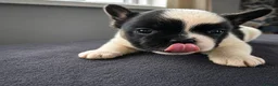 French Bulldog dogs for sale: Full fluffy frenchies in Newport - Advert 11