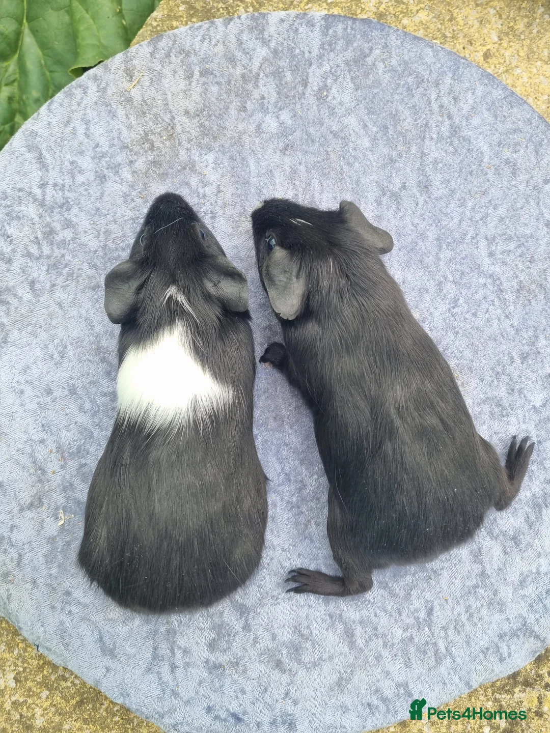Guinea Pig rodents for sale: Male Guinea Pigs  - Advert 5