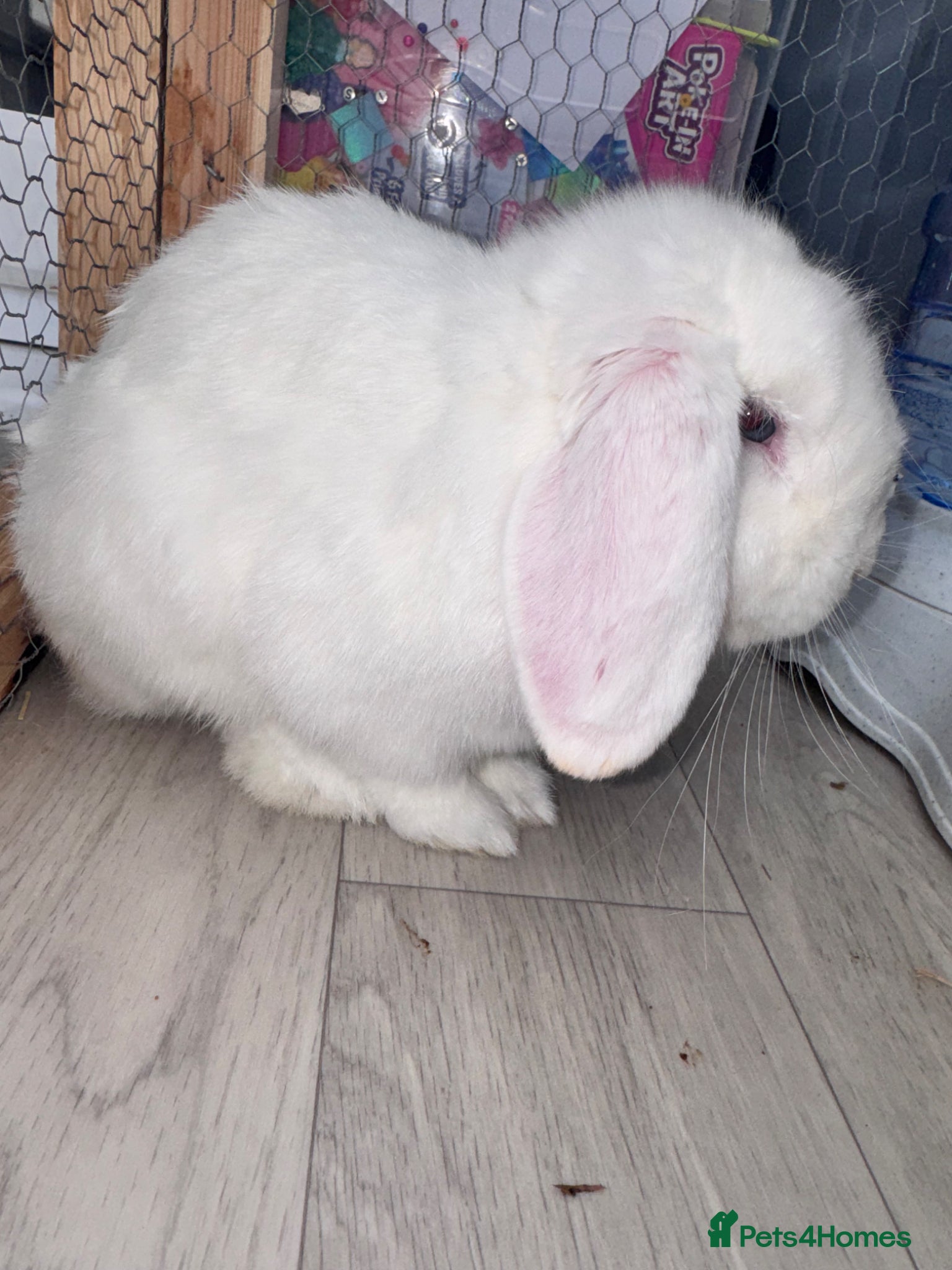 Mini Lop rabbits White male mini lop - Advert 7