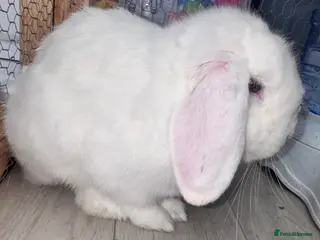 Mini Lop rabbits White male mini lop - Advert 7