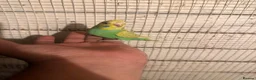 Budgerigars birds for sale: Budgies for sale £40 each collection mk404nn - Advert 3
