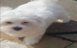 Maltese dogs for sale: Stunning Pure Maltese Puppies - Image 16