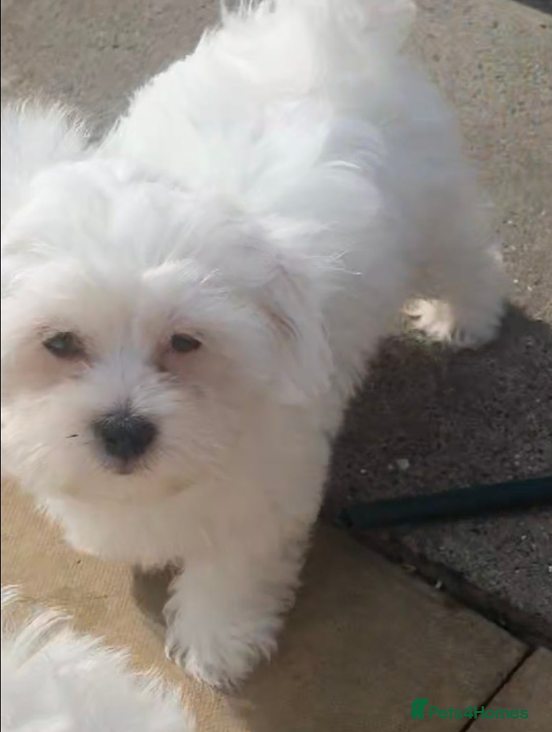 Maltese dogs for sale: Stunning Pure Maltese Puppies - Image 16