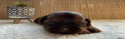 Shih Tzu dogs for sale: 🐾 Beautiful Shih Tzu Puppies Available 🐾 - Advert 21