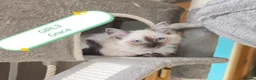 Ragdoll cats for sale: Wonderful purebred RAGDOLL  - Advert 11