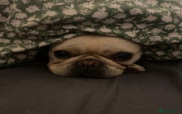 French Bulldog dogs for sale: Female Frenchie needing new home - Image 18