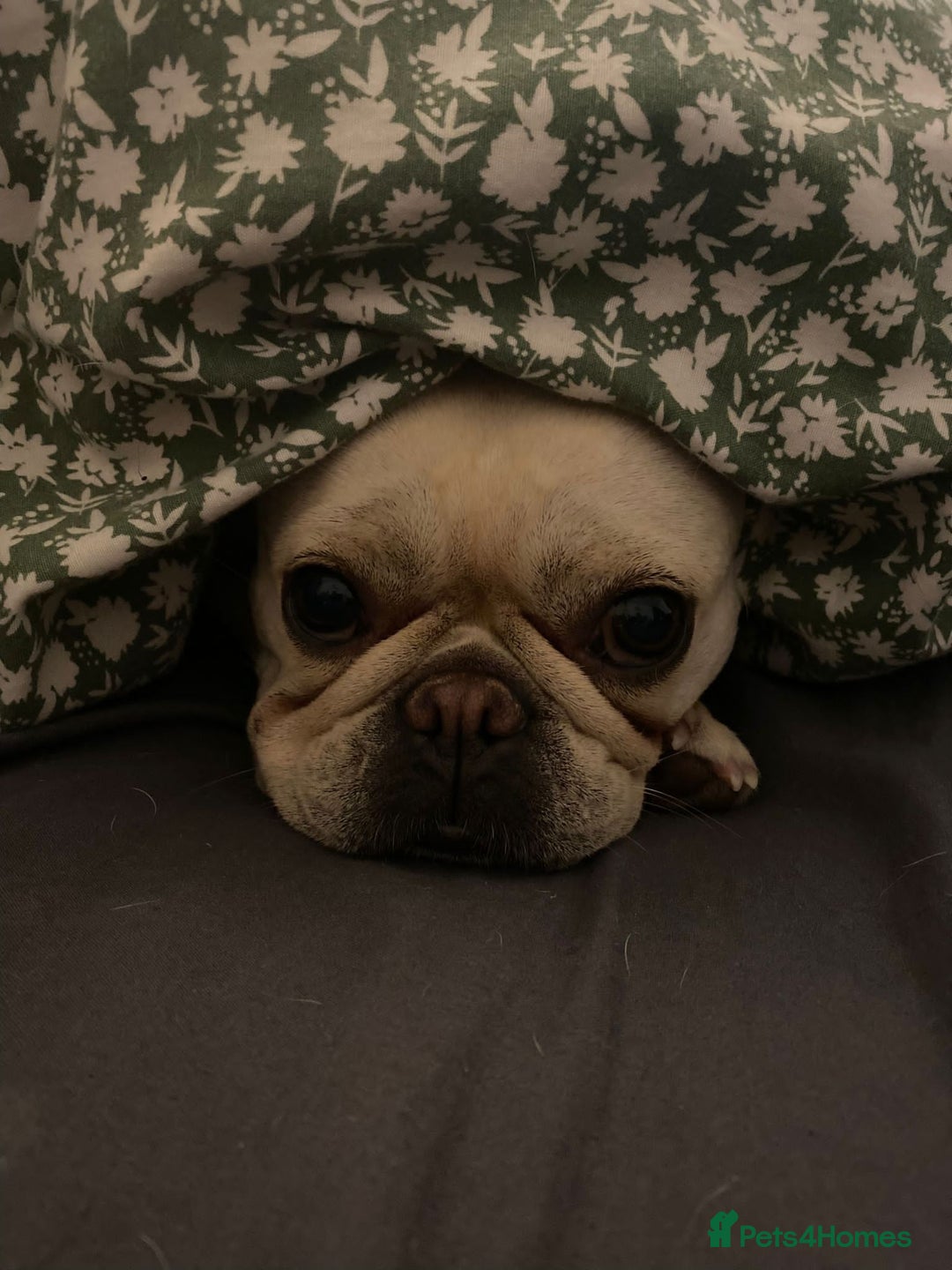 French Bulldog dogs for sale: Female Frenchie needing new home - Image 18