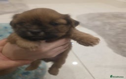 Shih Tzu dogs for sale: Shih tzu puppies - Image 8