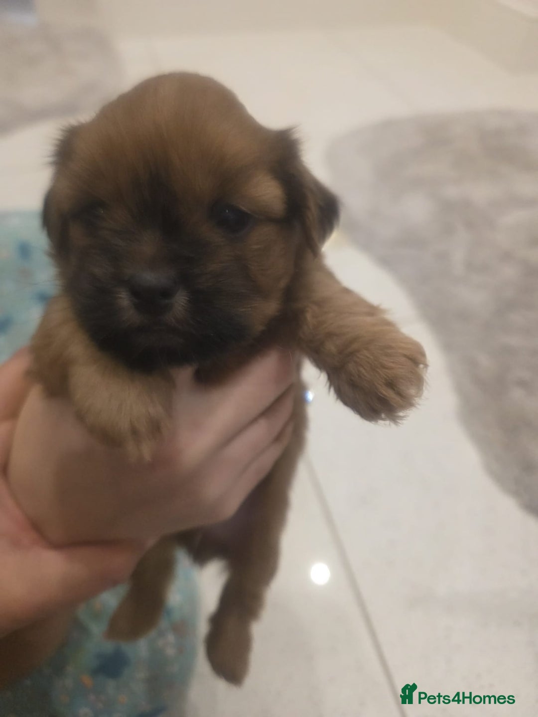 Shih Tzu dogs for sale: Shih tzu puppies - Image 8